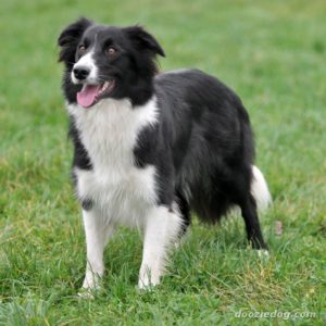 Border-Collie-11