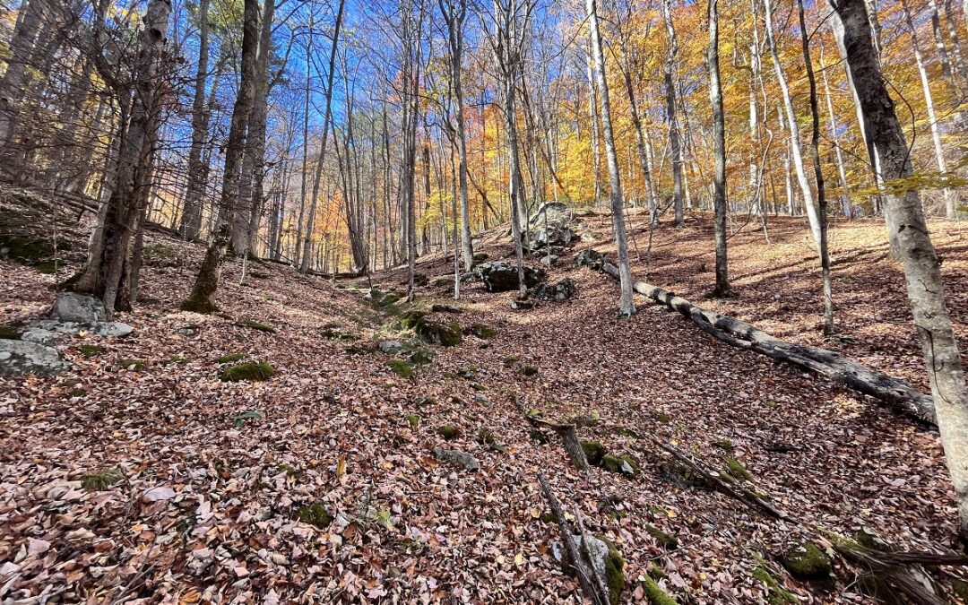 38 Acres Adjoining USFS Overlooking Nolichucky River