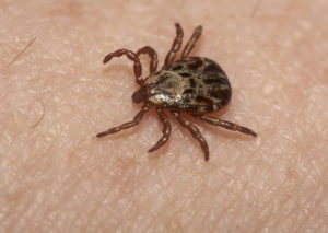 Avoid The Bugs When Bugging Out